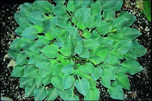 Image of Hosta 'Popo'|V. Wade Gdn, OH|