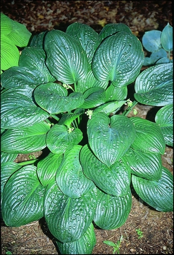 Image of Hosta 'Potomac Pride'|O. Petryszyn Gdn, IN|