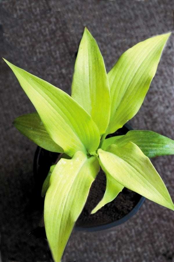 Image of Hosta 'Prairie Moon'|Shady Oaks Nsy, MN|H. Hansen