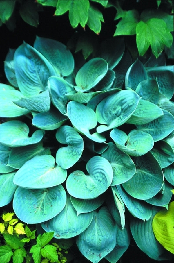 Image of Hosta 'Prairie Sky' PP 17,309|H. Hansen Gdn, MN|