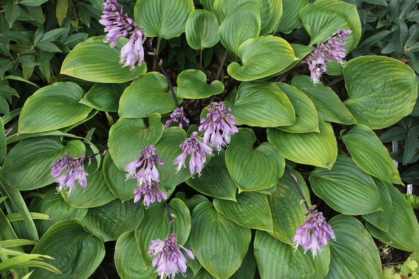Image of Hosta 'Purple Heart' PP 22,725|Juniper Level Botanic Gdn, NC|JLBG