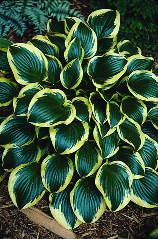 Image of Hosta 'Queen Josephine'|P. Stygall Gdn, IN|