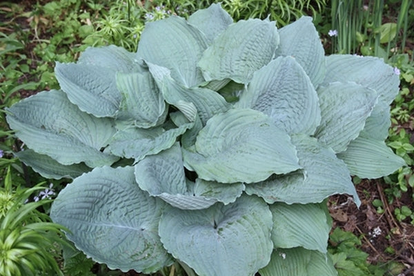 Image of Hosta 'Queen of the Sea'|H. Hansen Gdn, MN|