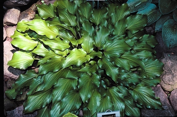 Image of Hosta 'Raspberry Sorbet'|S. Da Pra Gdn, MI|