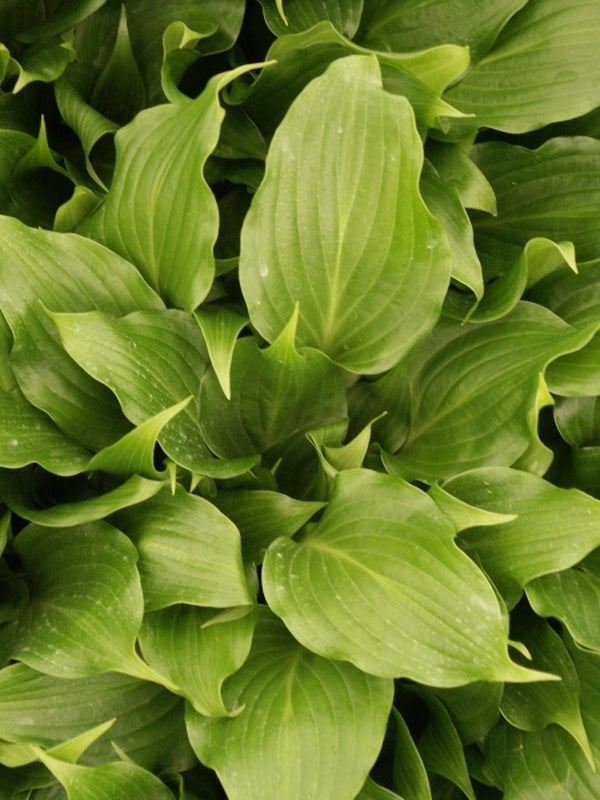 Image of Hosta 'Raspberry Sorbet'|Juniper Level Botanic Gdn, NC|JLBG