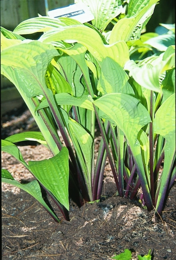 Image of Hosta 'Regal Rhubarb'|B. Skaggs Gdn, IN|