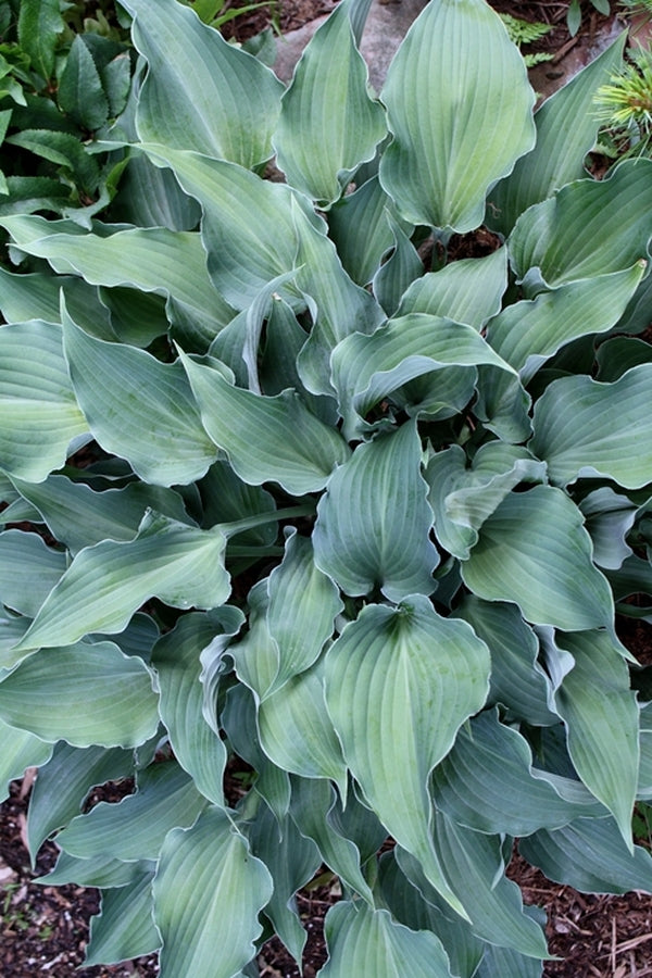Image of Hosta 'Restless Sea'||