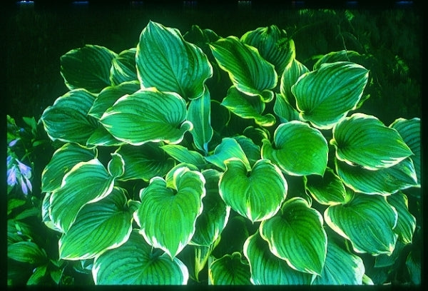 Image of Hosta 'Sagae'|V. Wade Gdn, OH|