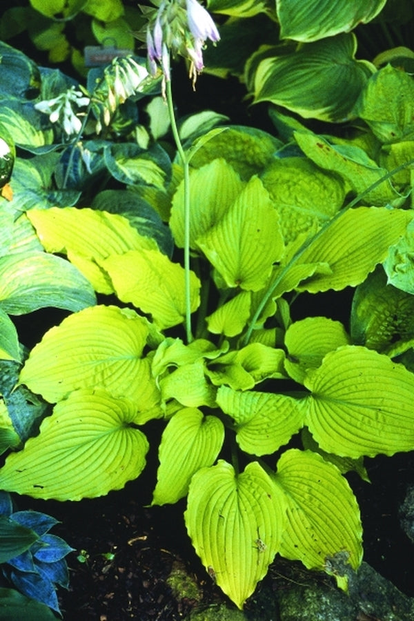 Image of Hosta 'Sea Gulf Stream'|H. Hansen Gdn, MN|H. Hansen