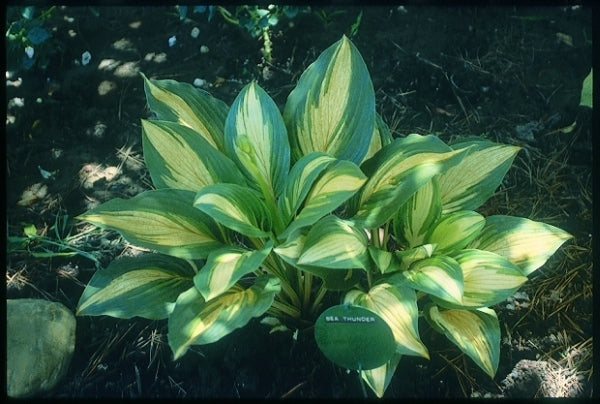 Image of Hosta 'Sea Thunder'|Soules Gdn, IN|