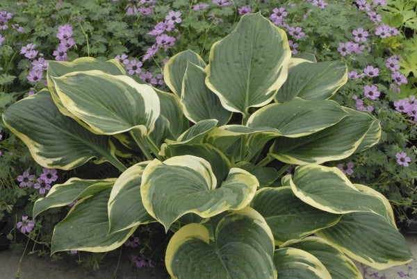 Image of Hosta 'Singing in the Rain' PP 19,565|Walters Gardens, MI|www.perennialresource.com