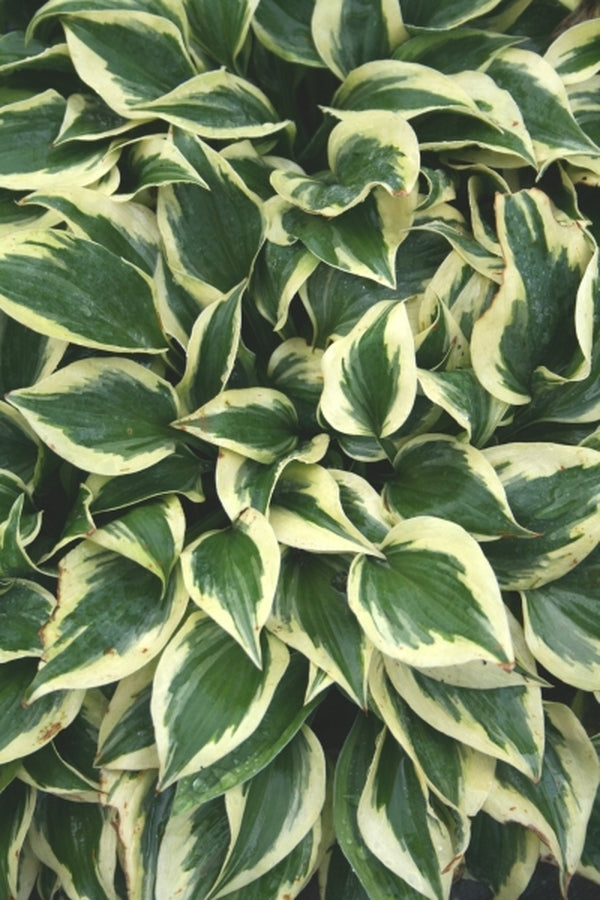 Image of Hosta 'Snowy Lake'|Juniper Level Botanic Gdn, NC|JLBG