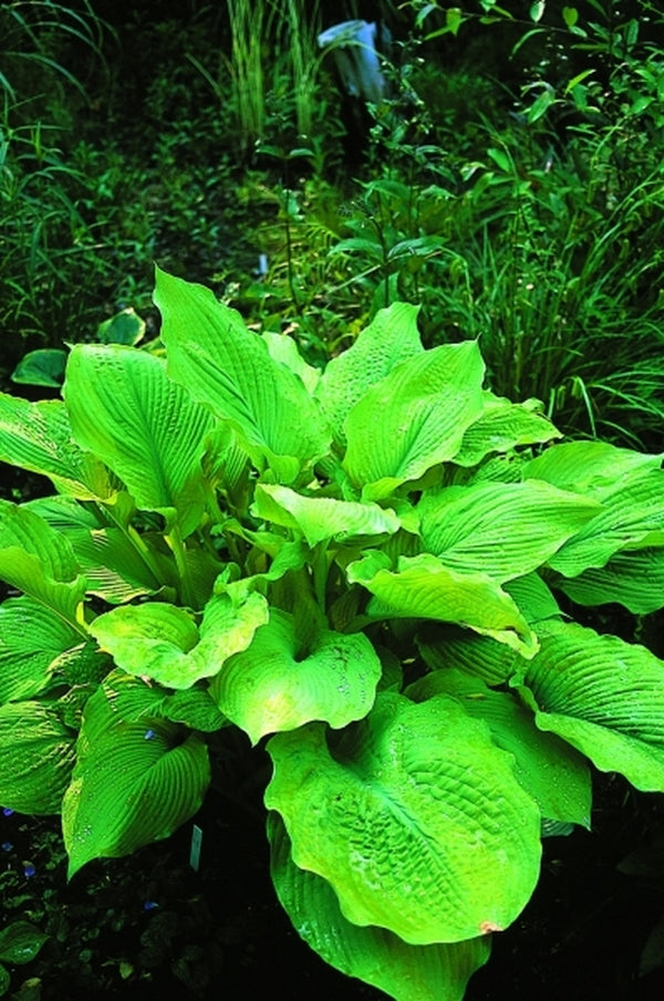 Image of Hosta 'Solar Flare' PP 7046|Juniper Level Botanic Gdn, NC|JLBG