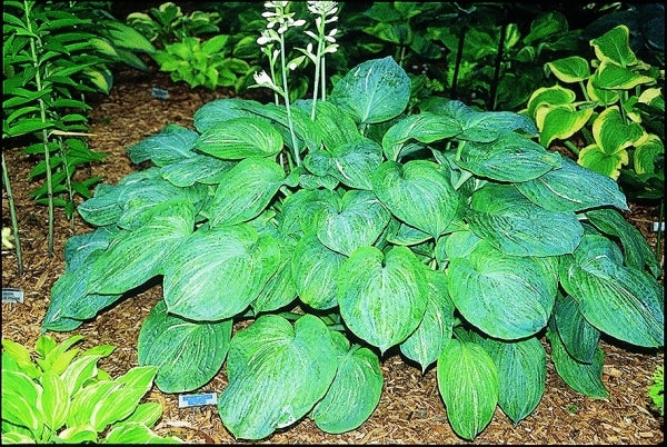 Image of Hosta 'Spilt Milk'|P. Stygall Gdn, IN|