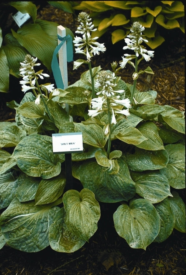 Image of Hosta 'Spilt Milk'|V. Wade Gdn, OH|