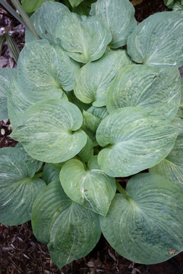 Image of Hosta 'Spilt Milk'|Juniper Level Botanic Gdn, NC|JLBG