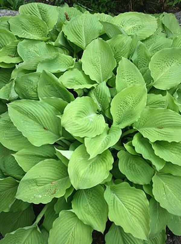 Image of Hosta 'Squash Casserole'|Juniper Level Botanic Gdn, NC|JLBG