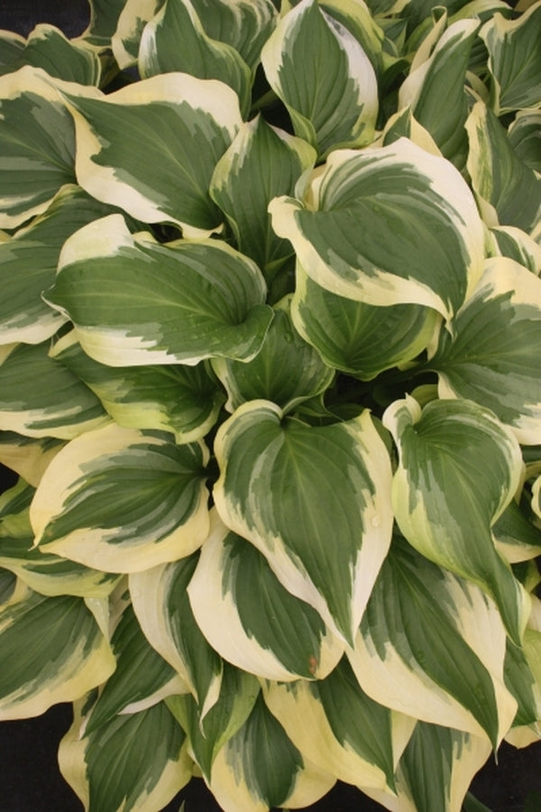 Image of Hosta 'Stargazer'|Juniper Level Botanic Gdn, NC|JLBG