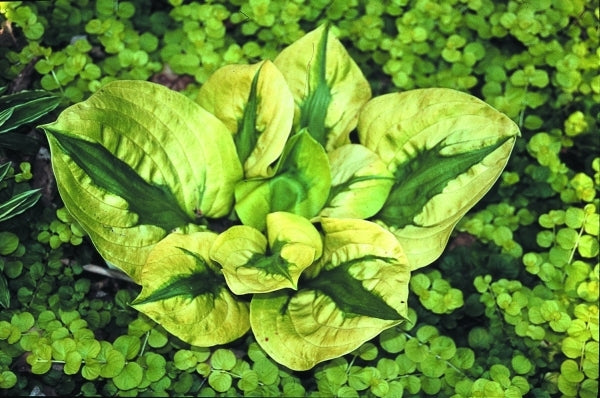 Image of Hosta 'Stitch In Time' PP 18,061|H. Hansen Gdn, MN|H. Hansen