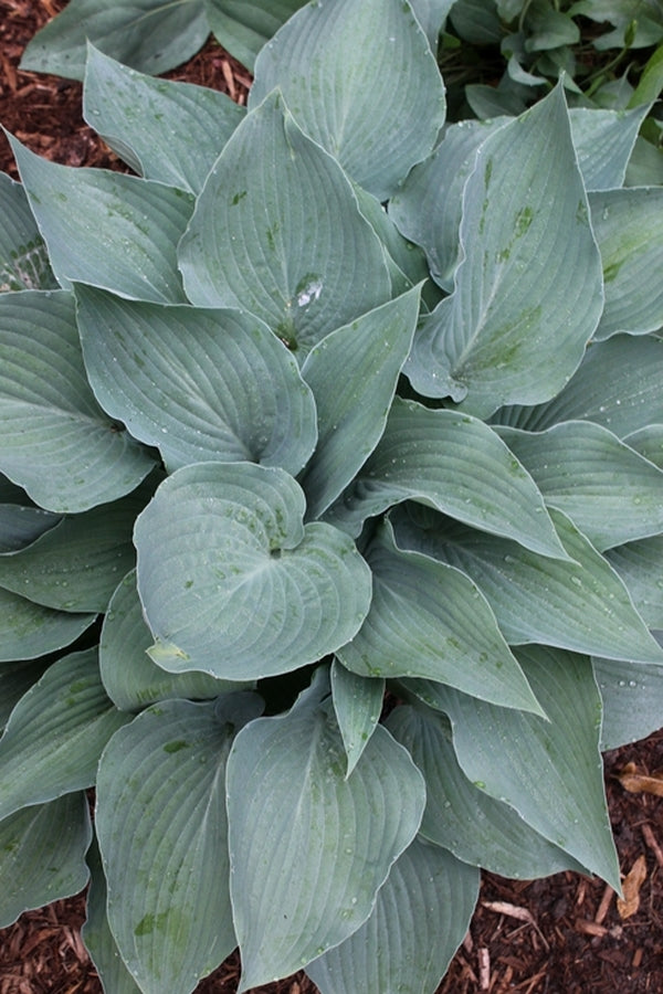 Image of Hosta 'Stormy Seas'||