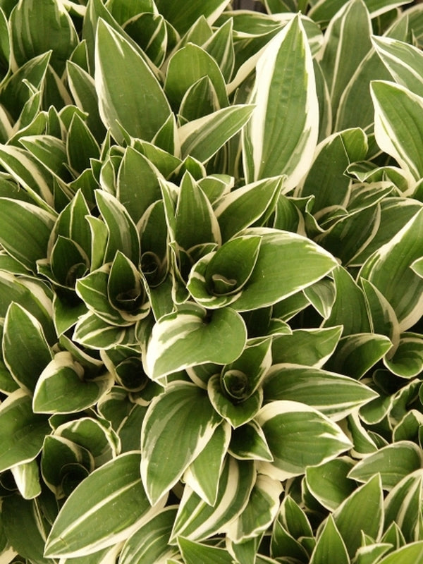Image of Hosta 'Striker'|Juniper Level Botanic Gdn, NC|JLBG