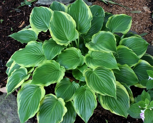 Image of Hosta 'Sugar and Spice'||