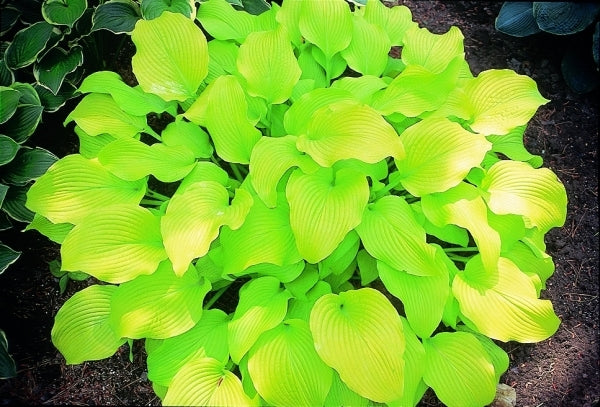 Image of Hosta 'Sun Power'|Soules Gdn, IN|