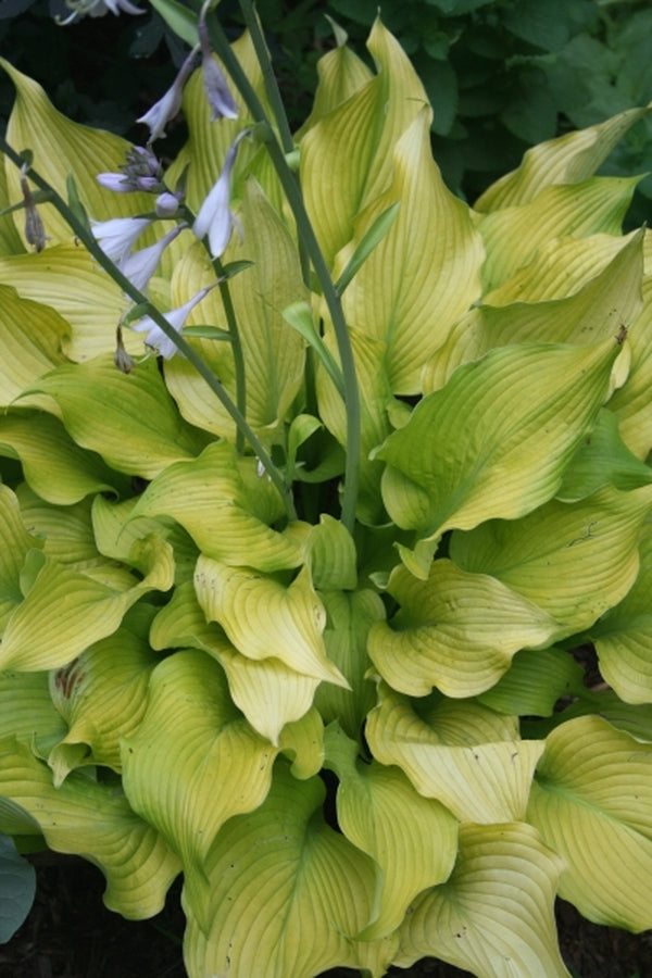 Image of Hosta 'Sun Power'|Juniper Level Botanic Gdn, NC|JLBG