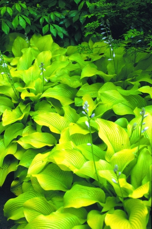 Image of Hosta 'Sun Power'|Klehm Nsy, IL|