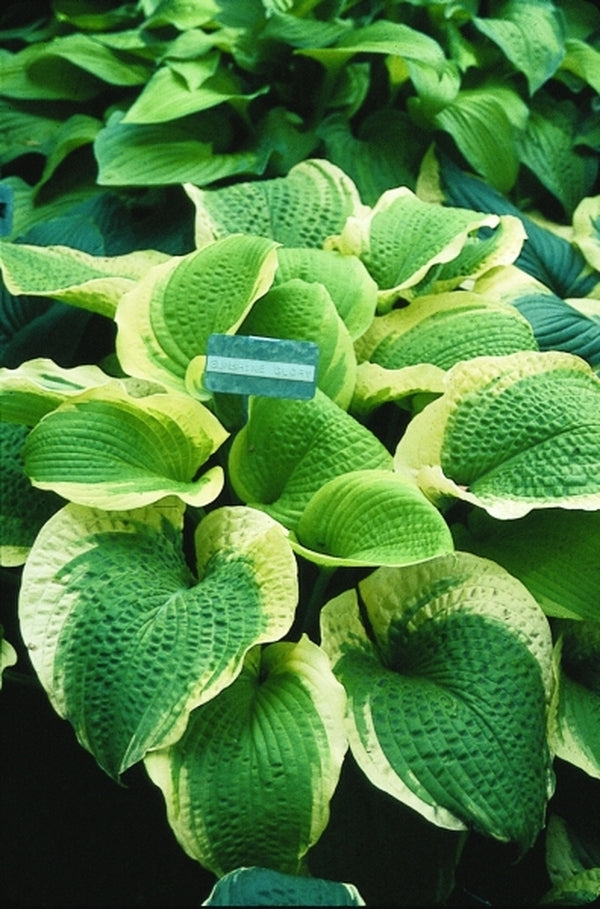 Image of Hosta 'Sunshine Glory'|H. Gowen Gdn, MN|