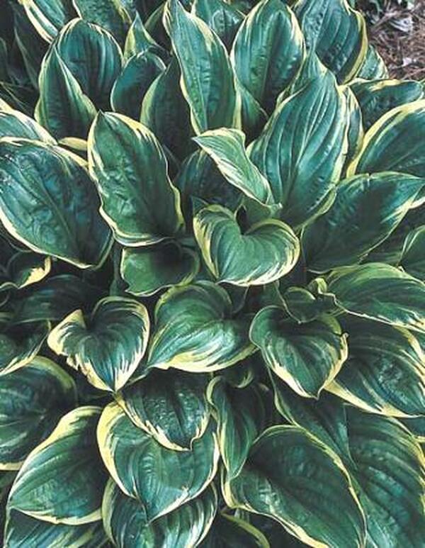 Image of Hosta 'Swamp Thing'|Juniper Level Botanic Gdn, NC|JLBG