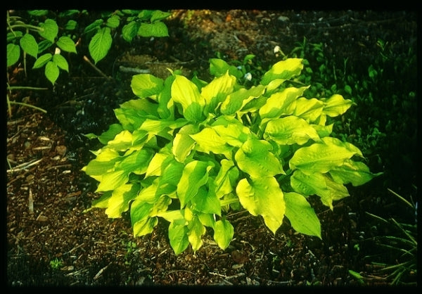 Image of Hosta 'Sweet Tater Pie'|Juniper Level Botanic Gdn, NC|JLBG
