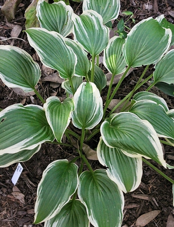 Image of Hosta 'Swinger'|Juniper Level Botanic Gdn, NC|JLBG