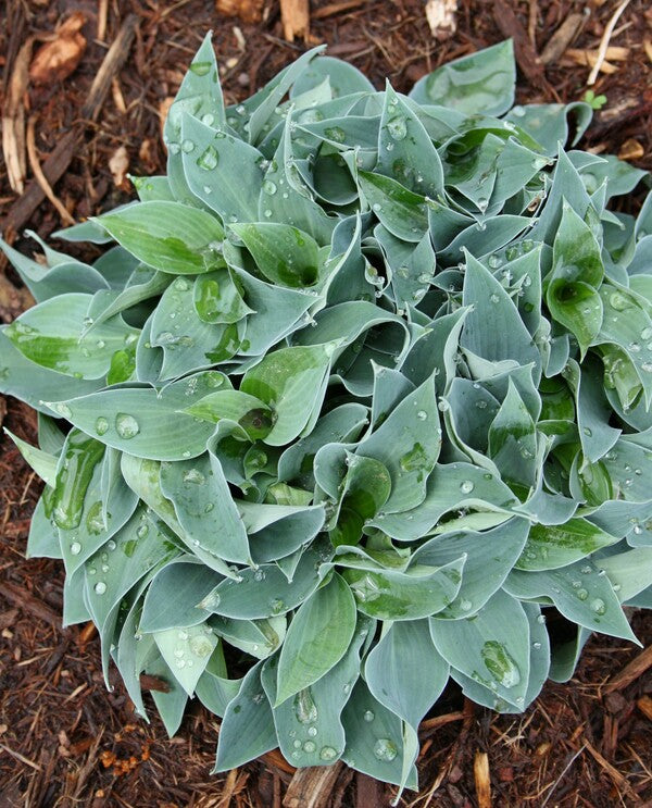 Image of Hosta 'Tiny Gems'||