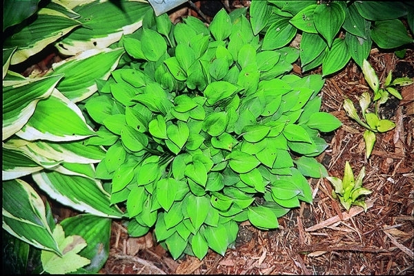 Image of Hosta 'Tiny Tears'|Nance Gdn, IL|