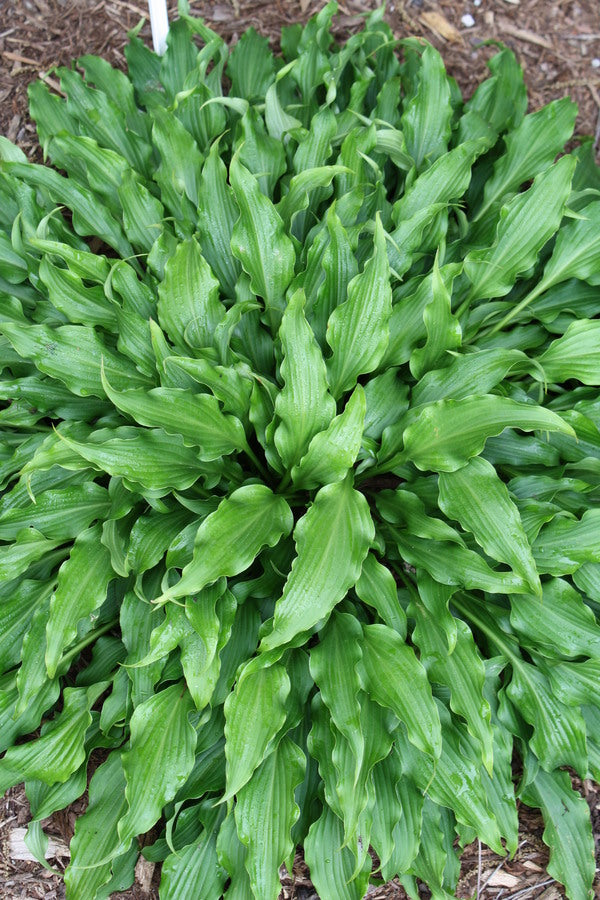 Image of Hosta 'Tongue Lashing' |Juniper Level Botanic Gdn, NC|JLBG