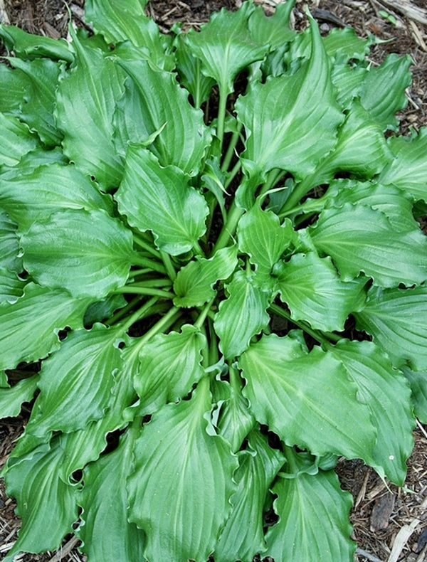 Image of Hosta 'Unruly Child'|Juniper Level Botanic Gdn, NC|JLBG
