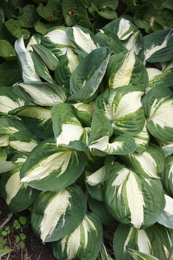 Image of Hosta 'Vulcan'|H. Hansen Gdn, MN|