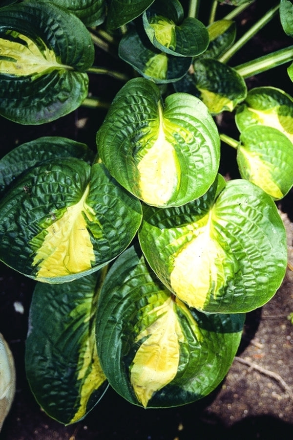 Image of Hosta 'Warwick Comet'|T. Schmid Gdn, MI|