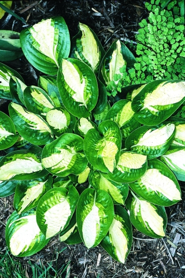 Image of Hosta 'Warwick Comet'|Juniper Level Botanic Gdn, NC|JLBG