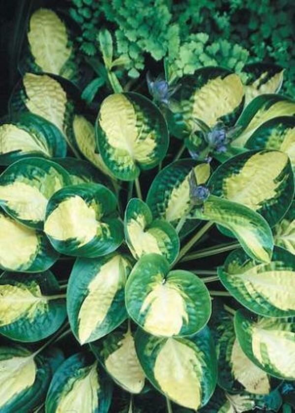 Image of Hosta 'Warwick Comet'|Juniper Level Botanic Gdn, NC|JLBG