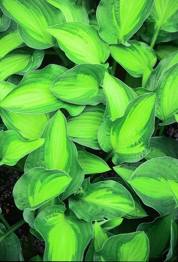 Image of Hosta 'Whirligig'|Juniper Level Botanic Gdn, NC|JLBG