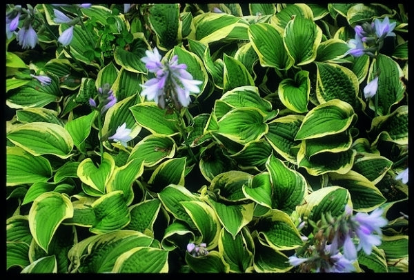 Image of Hosta 'Wide Brim'|Savory Gdn, MN|