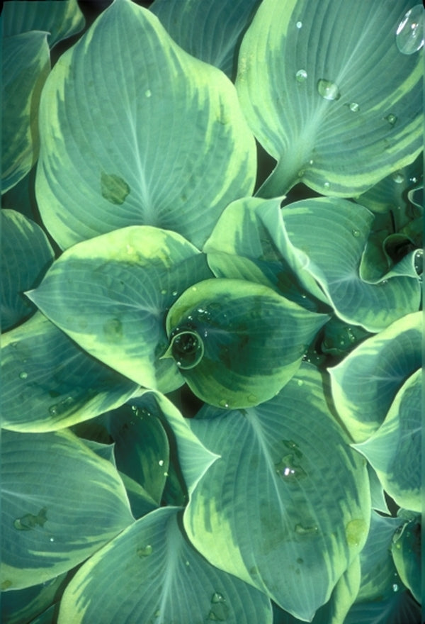 Image of Hosta 'Wooly Mammoth'|Juniper Level Botanic Gdn, NC|JLBG