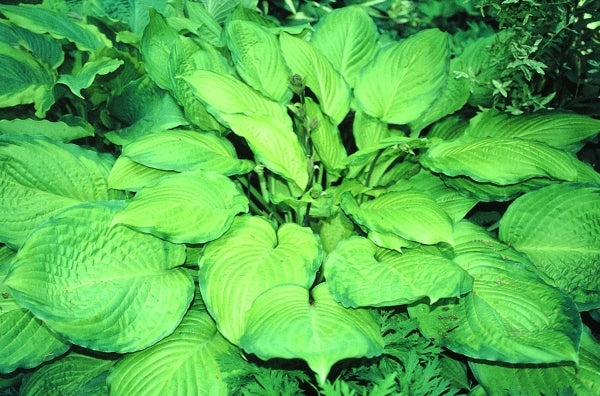 Image of Hosta 'Yesterday's Memories'|H. Hansen Gdn, MN|H. Hansen