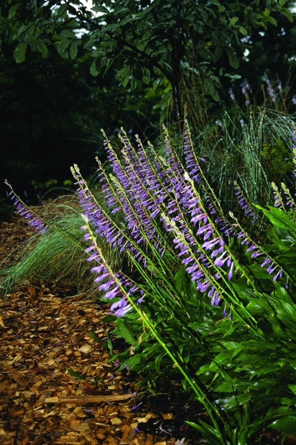 Image of Hosta clausa|Juniper Level Botanic Gdn, NC|JLBG