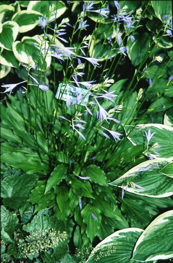 Image of Hosta laevigata|H. Gowen Gdn, MN|