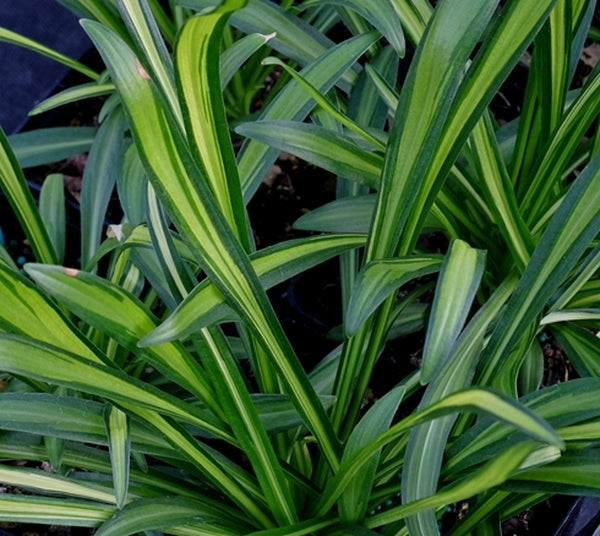 Image of Hosta longissima 'Nakafu'||