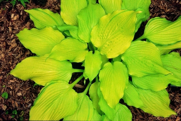 Image of Hosta montana 'Kinkaku'|P. Stygall Gdn, IN|
