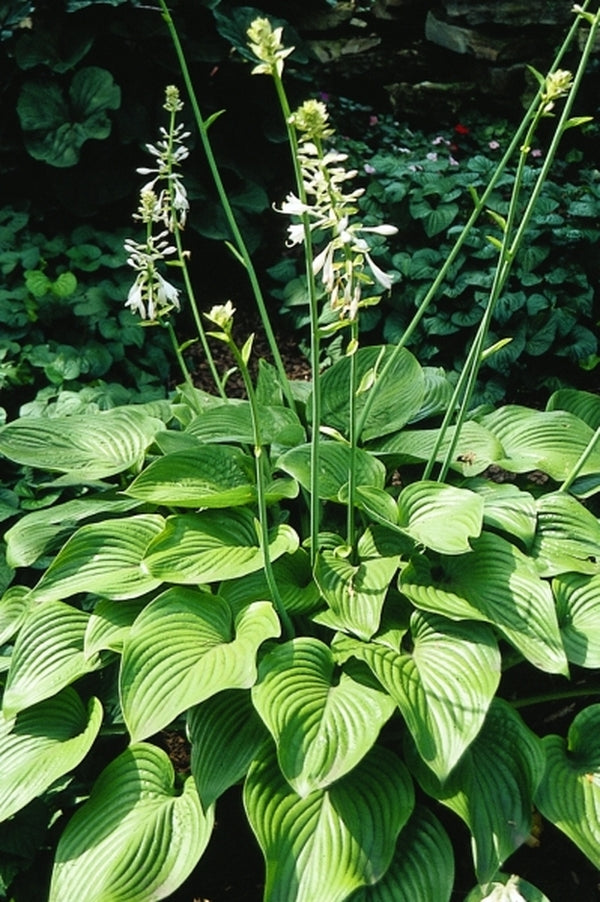 Image of Hosta nigrescens 'Elatior'|R. Hornbaker Gdn, IL|